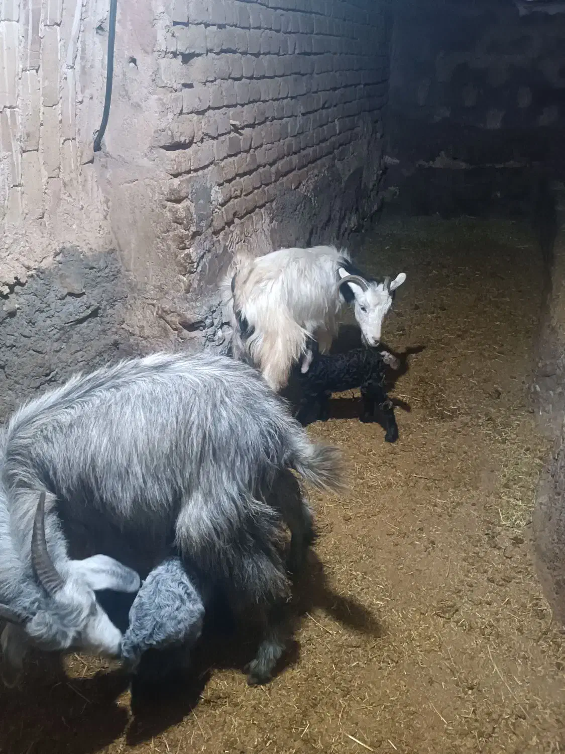 گوسفند|حیوانات مزرعه|قروه, |دیوار