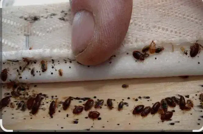 سمپاشی سمپاشی پردیسان قم شبانه روزی تضمینی|خدمات نظافت|قم, بکایی|دیوار