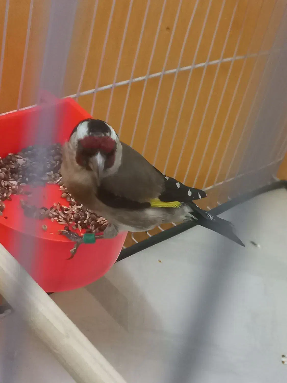 سهره نر عطیفه رخ اروپایط|پرنده|مشهد, طلاب|دیوار