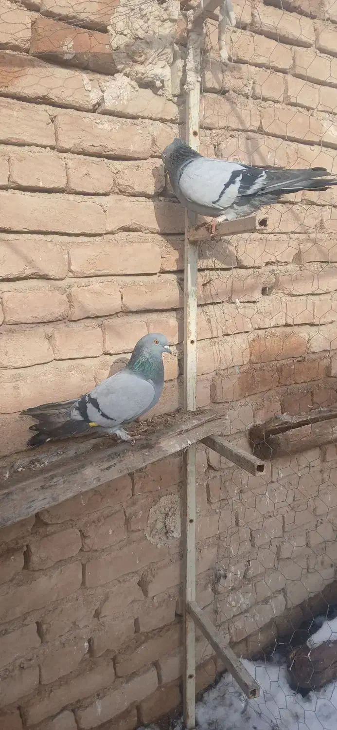 کفتر پرشی|پرنده|ملکان, |دیوار