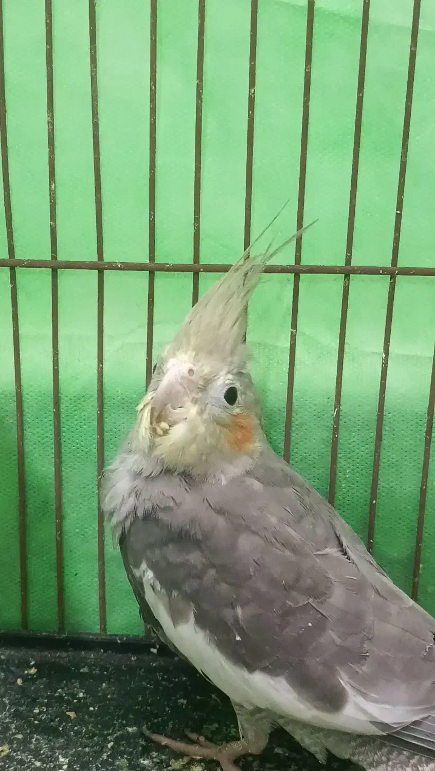 عروس هلندی دوتا بخر ۳ تا ببر|پرنده|قائمشهر, |دیوار