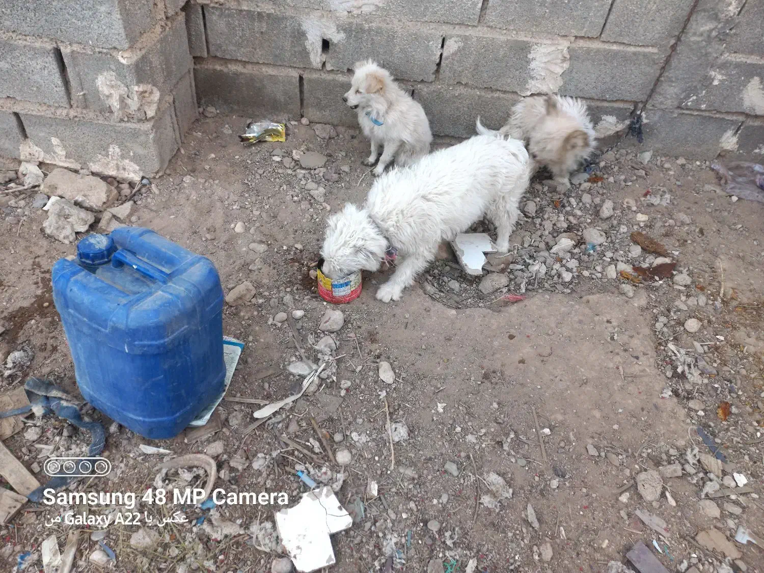 سگ پاکوتاه|سگ|فسا, |دیوار