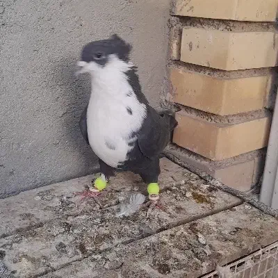 تعدادی کبوتر|پرنده|بهبهان, |دیوار