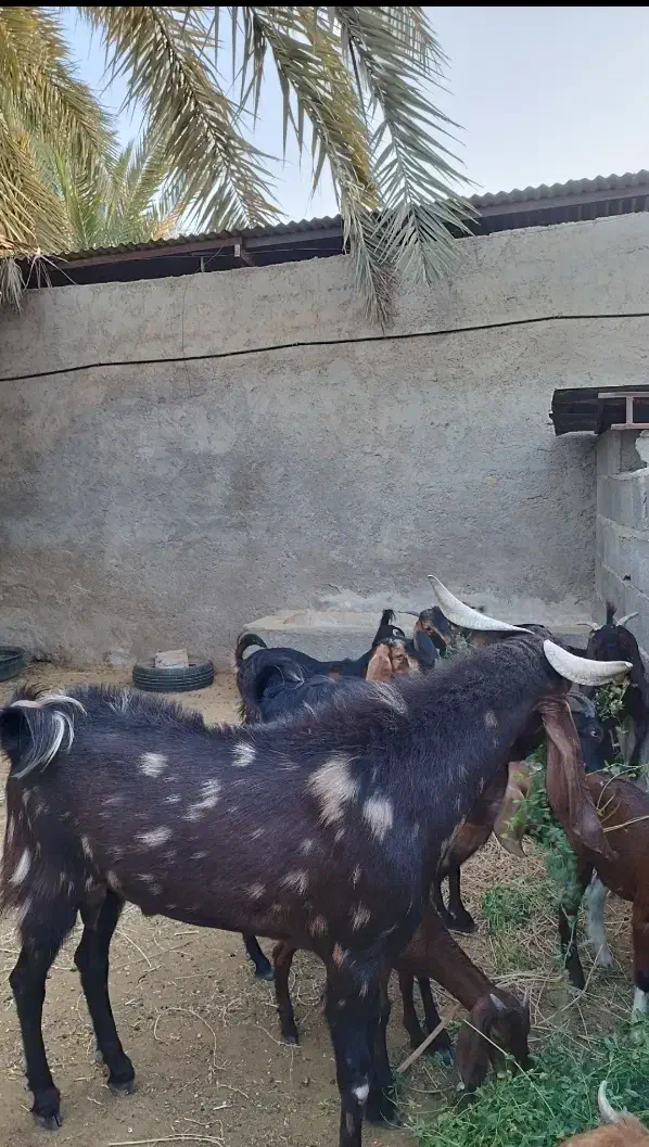 کهره پازن|حیوانات مزرعه|بندر گناوه, |دیوار