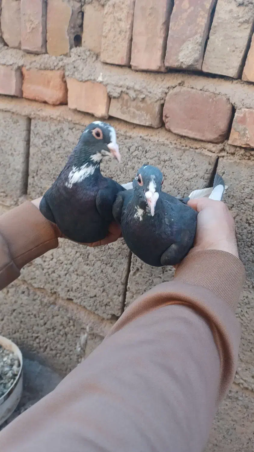 کفتر سبز  کلایی نر پلنگ ماده زاغ دمسفید ماده|پرنده|کرمان, |دیوار