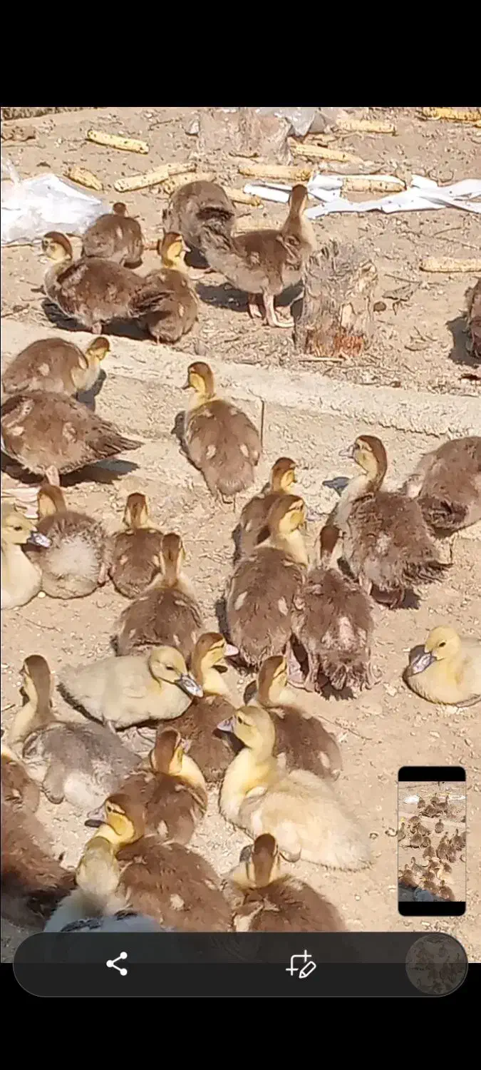 جوجه اردک خارجی رنگ خاص شکلاتی|حیوانات مزرعه|کیاکلا, |دیوار