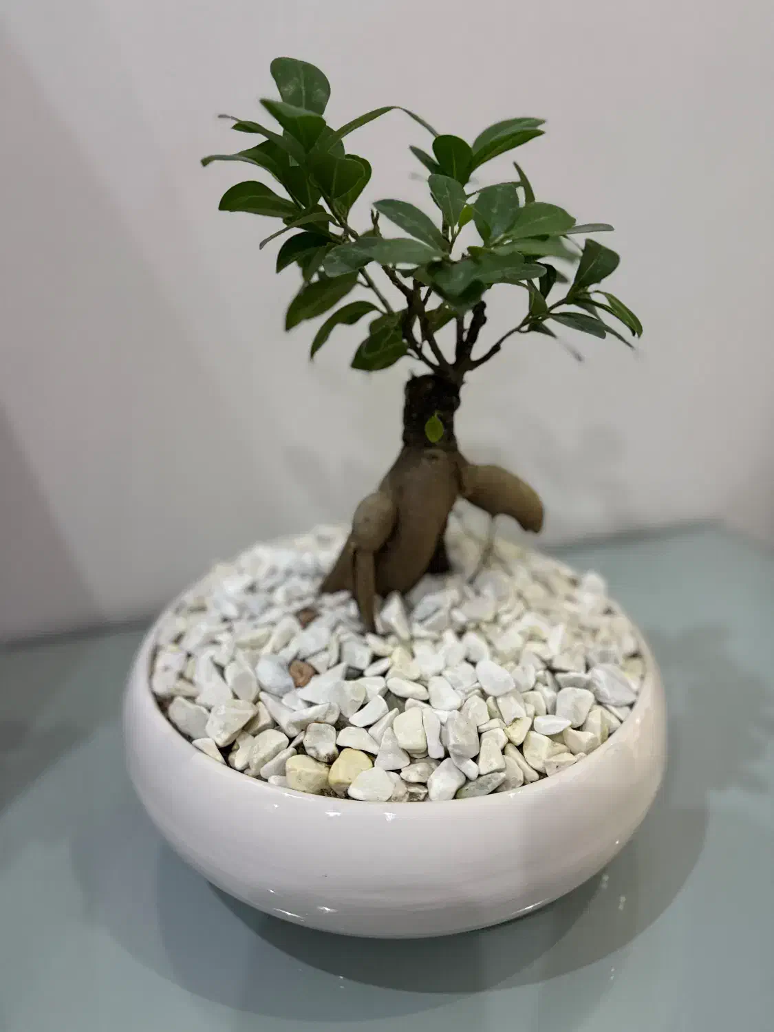 گل بنسای|گل و گیاه طبیعی|تهران, فلاح|دیوار