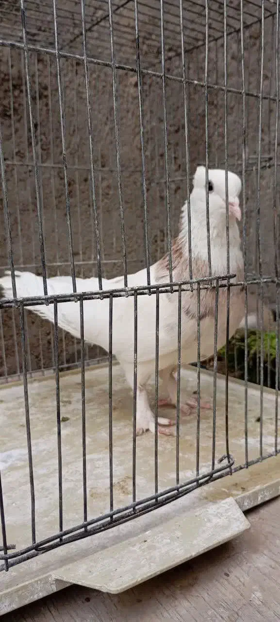 طوقی نر|پرنده|قم, هفت تیر|دیوار