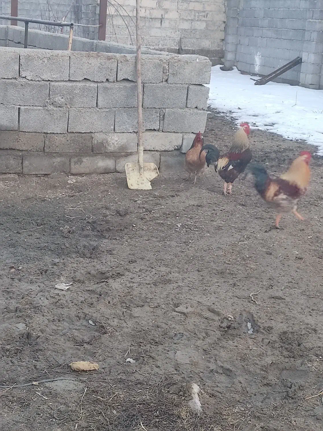 خروس محلی گوشتی|حیوانات مزرعه|نوشین شهر, |دیوار