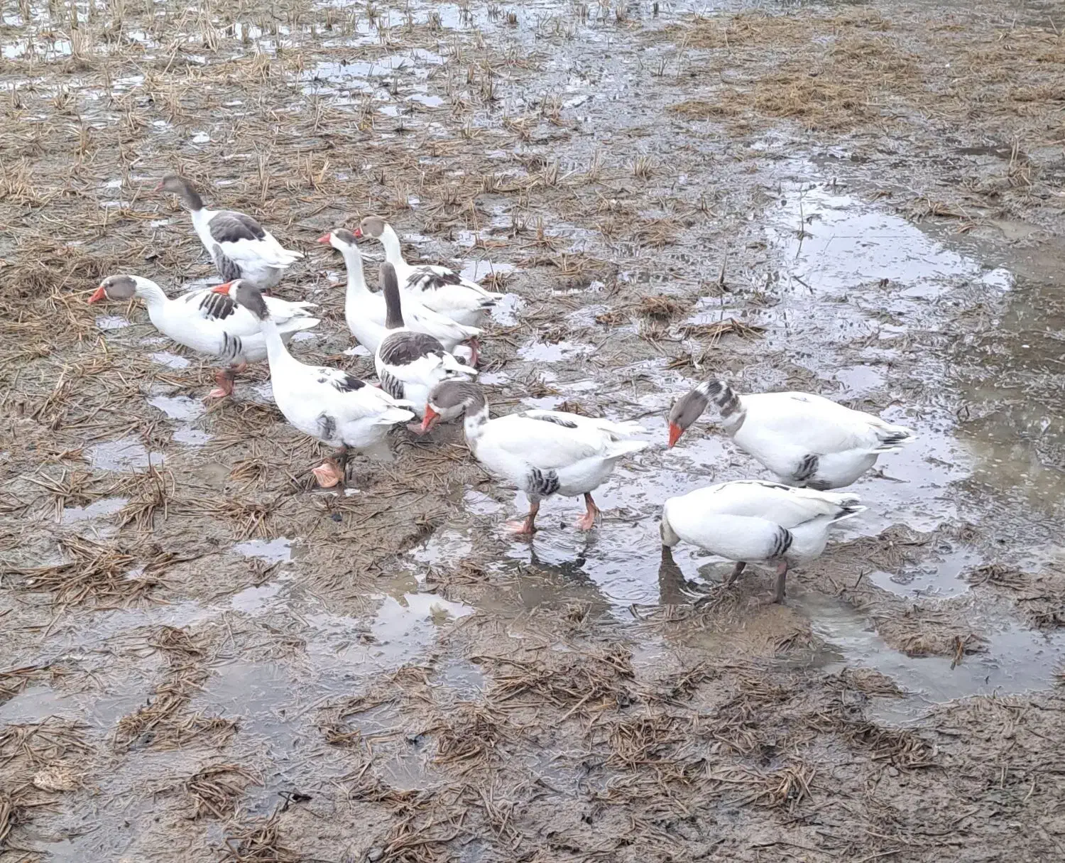 غاز محلی|حیوانات مزرعه|سنگر, |دیوار