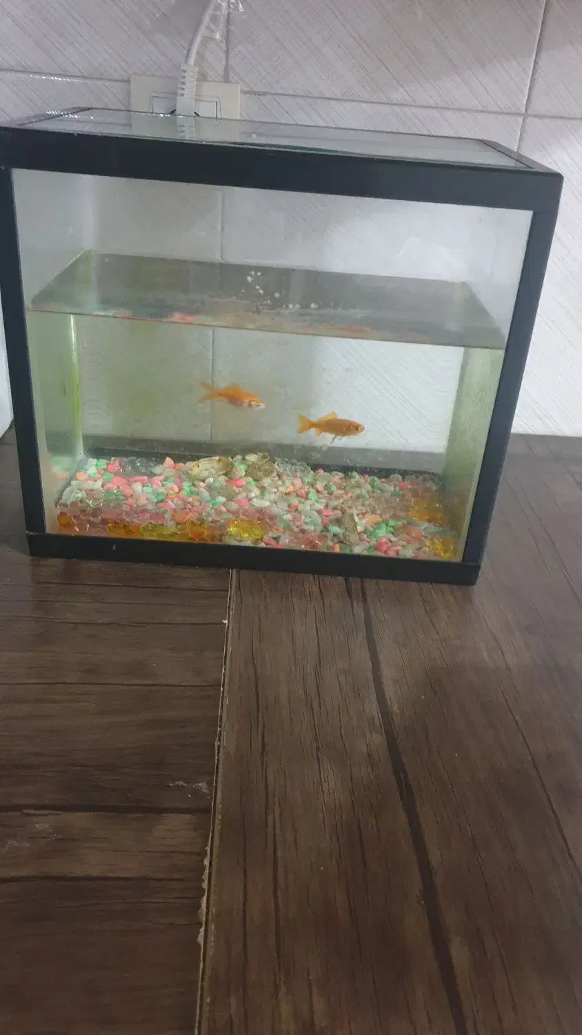 آکواریوم|ماهی|شیراز, احمدآباد|دیوار