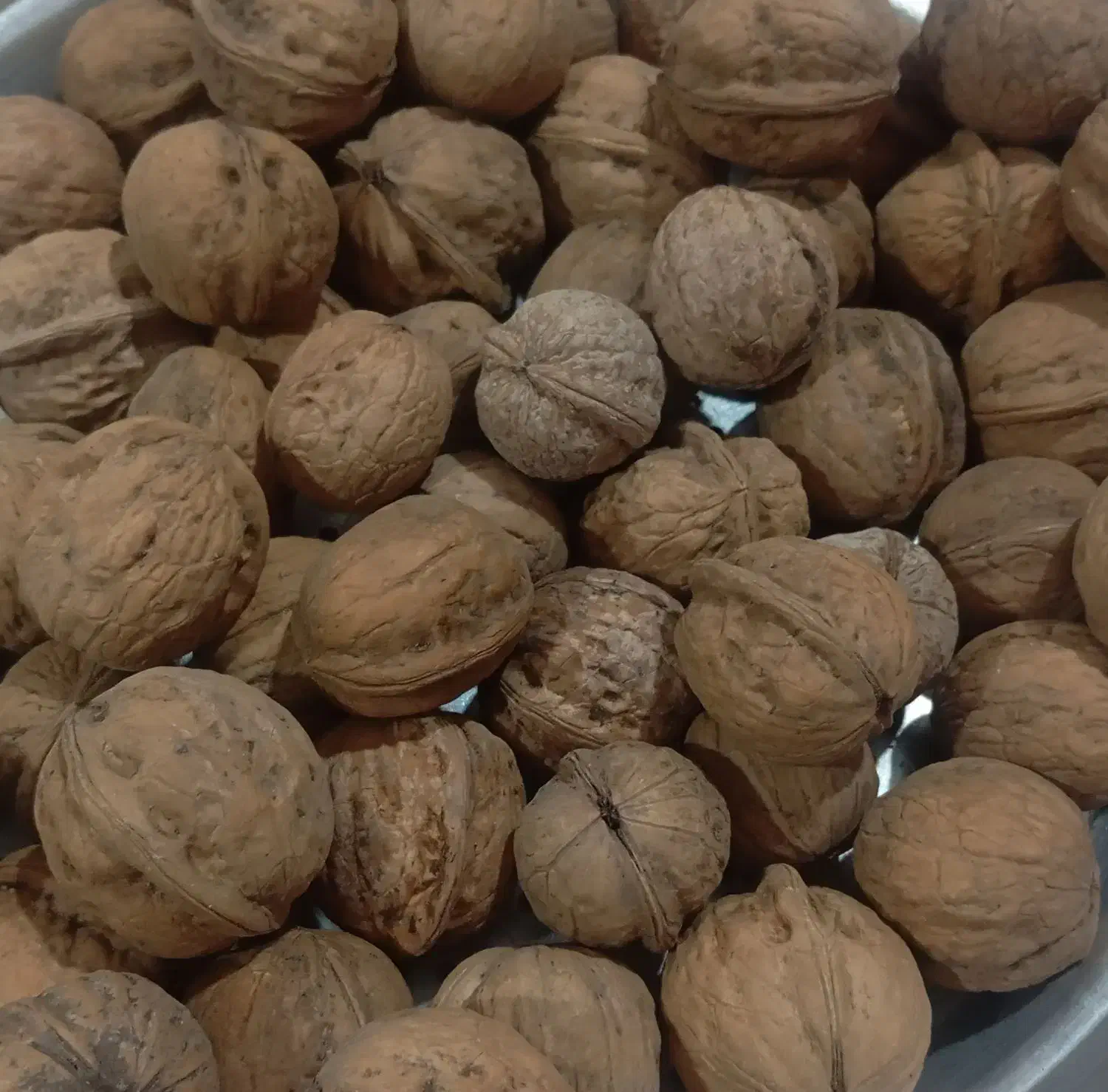 کاغذی امسال تازه|خوردنی و آشامیدنی|خزل, |دیوار