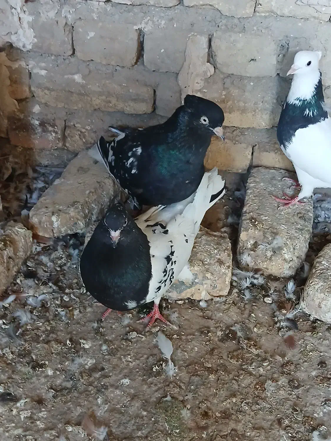 کبوتر نر ماده کله سیاه با یک جوجه|پرنده|آشخانه, |دیوار