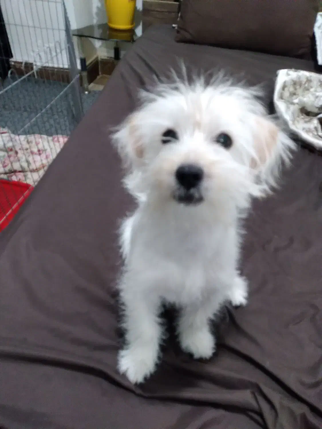 سگ مالتیز|سگ|نسیم‌شهر, |دیوار