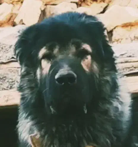 قفقازی نره با اصالت و همچی تموم|سگ|اصفهان, بهار آزادی|دیوار