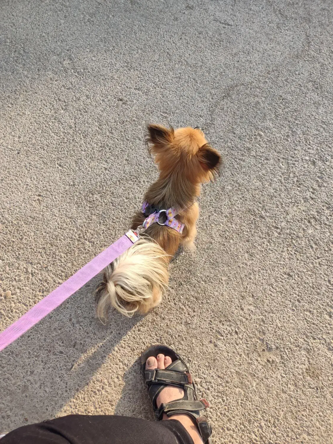 سگ پامرین روباهی|سگ|اهواز, شریعتی جنوبی|دیوار