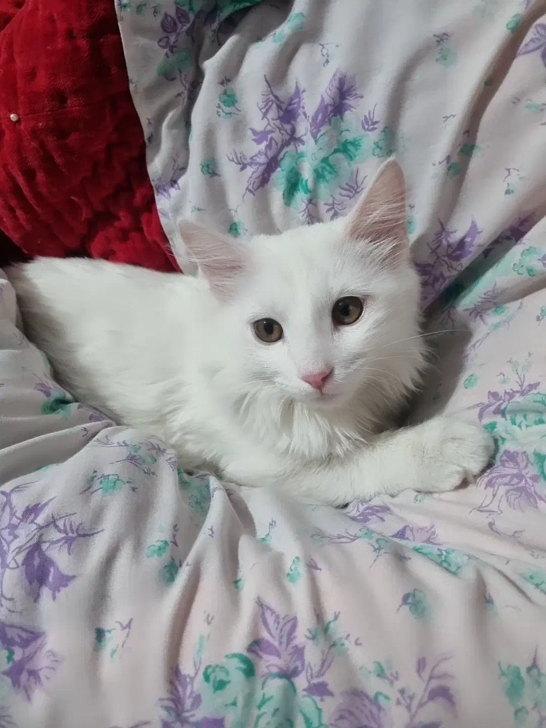 گربهdlh|گربه|شهریار, شهرک شاهد|دیوار