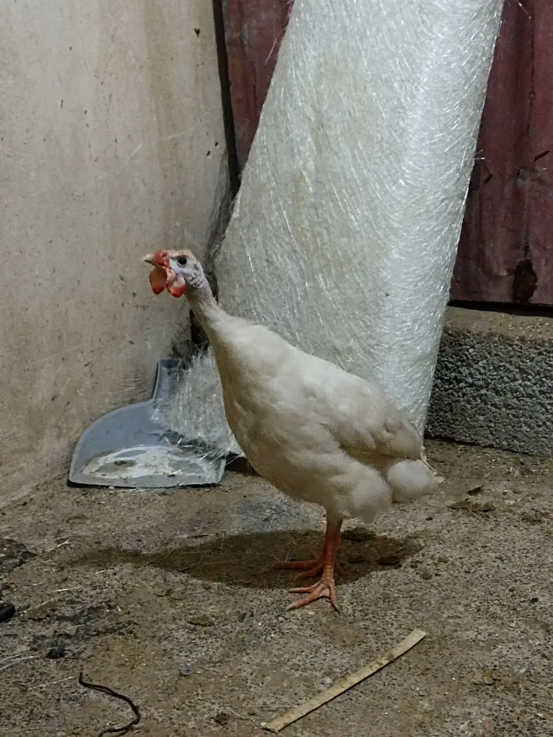 یک جفت مرغ شاخدار|حیوانات مزرعه|چغادک, |دیوار