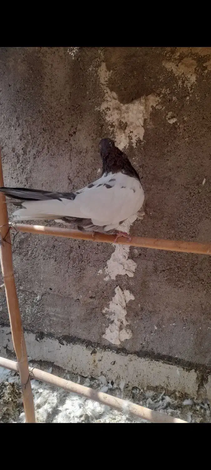 نر کله سرخ کاکلی|پرنده|قم, علی آباد سعدگان|دیوار