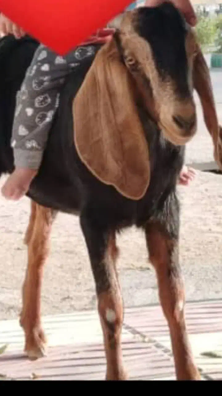 گمشده درلیکک|حیوانات|لیکک, |دیوار