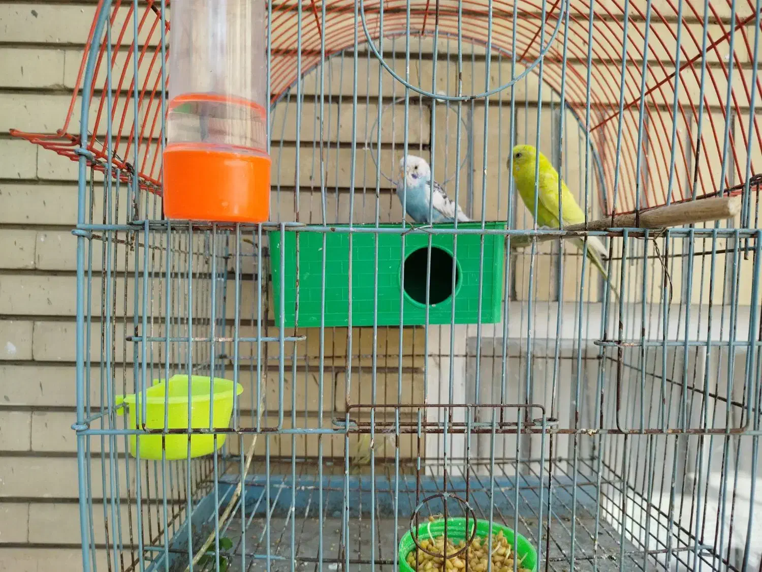 مرغ عشق|پرنده|مشهد, گوهرشاد|دیوار