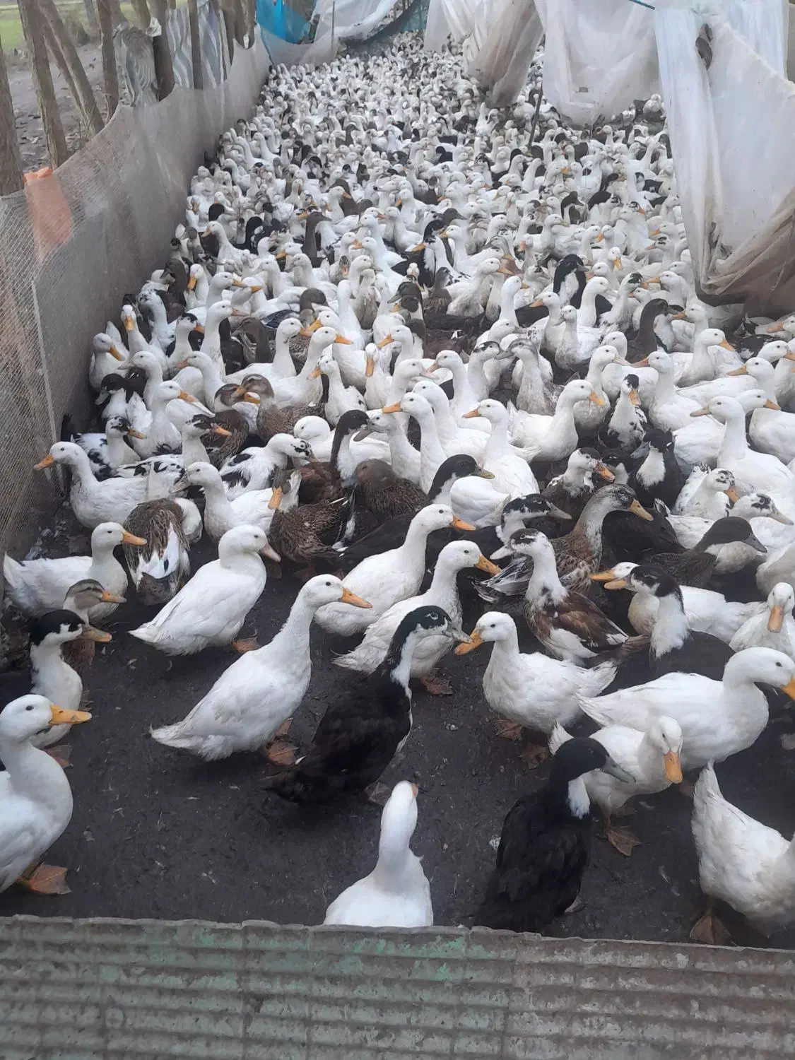 اووردک|حیوانات مزرعه|لاهیجان, انقلاب|دیوار