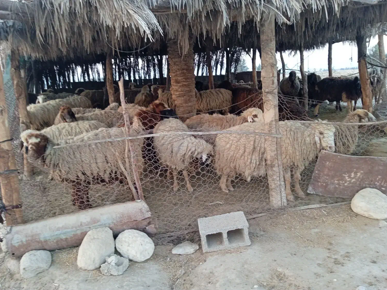 فروش میش و کره|حیوانات مزرعه|خورموج, |دیوار