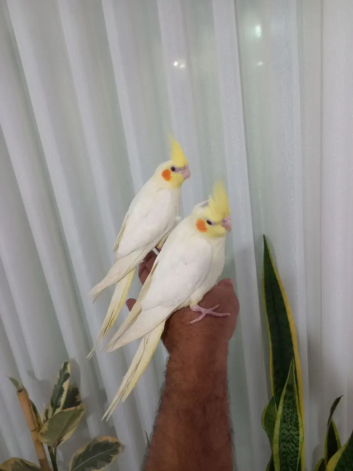 ۲تا عروس هلندی رام رام رام|پرنده|هشتگرد, هشتگرد قدیم|دیوار