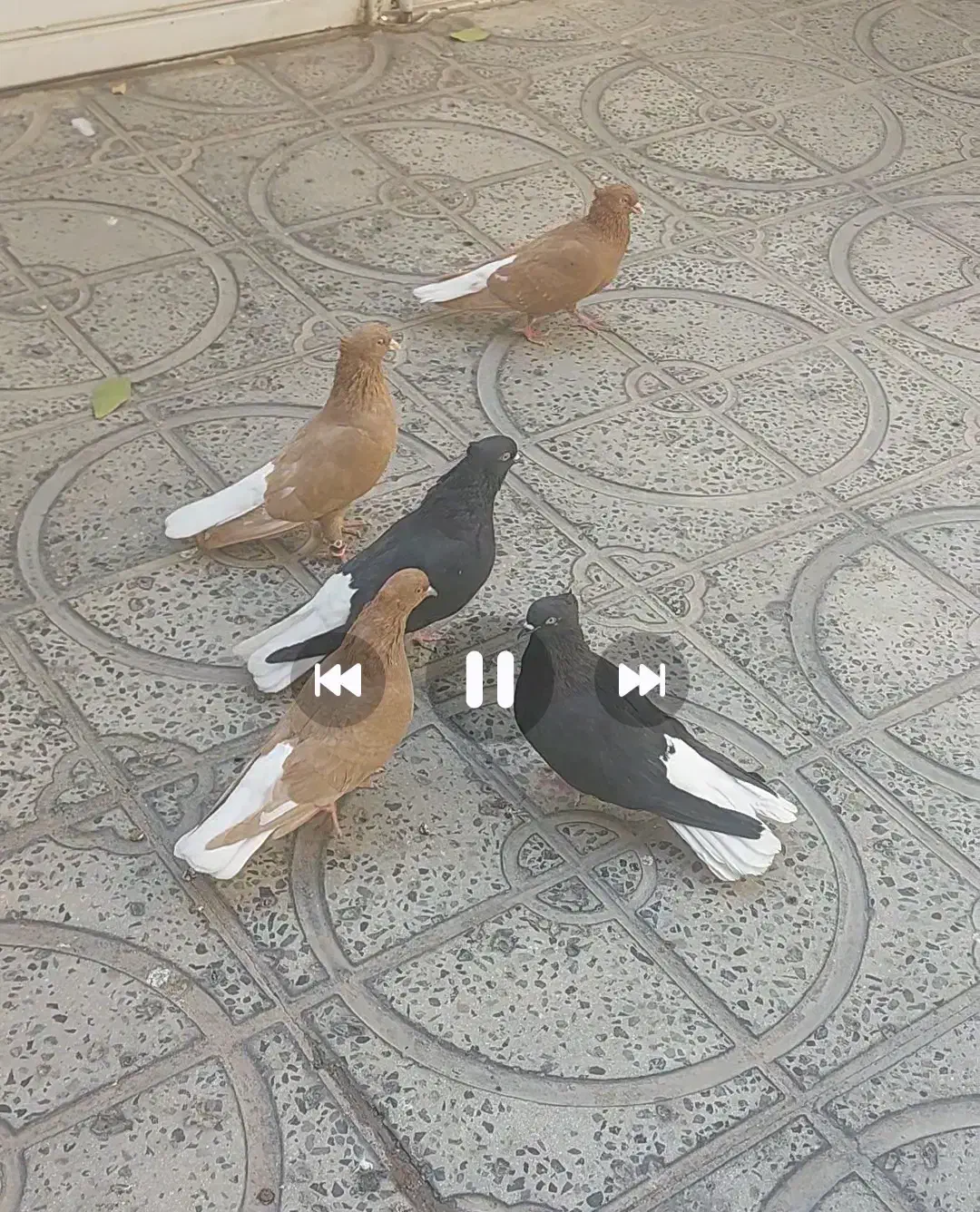 کبوتر ۳عددنر ۲تا ماده|پرنده|ایوان, |دیوار