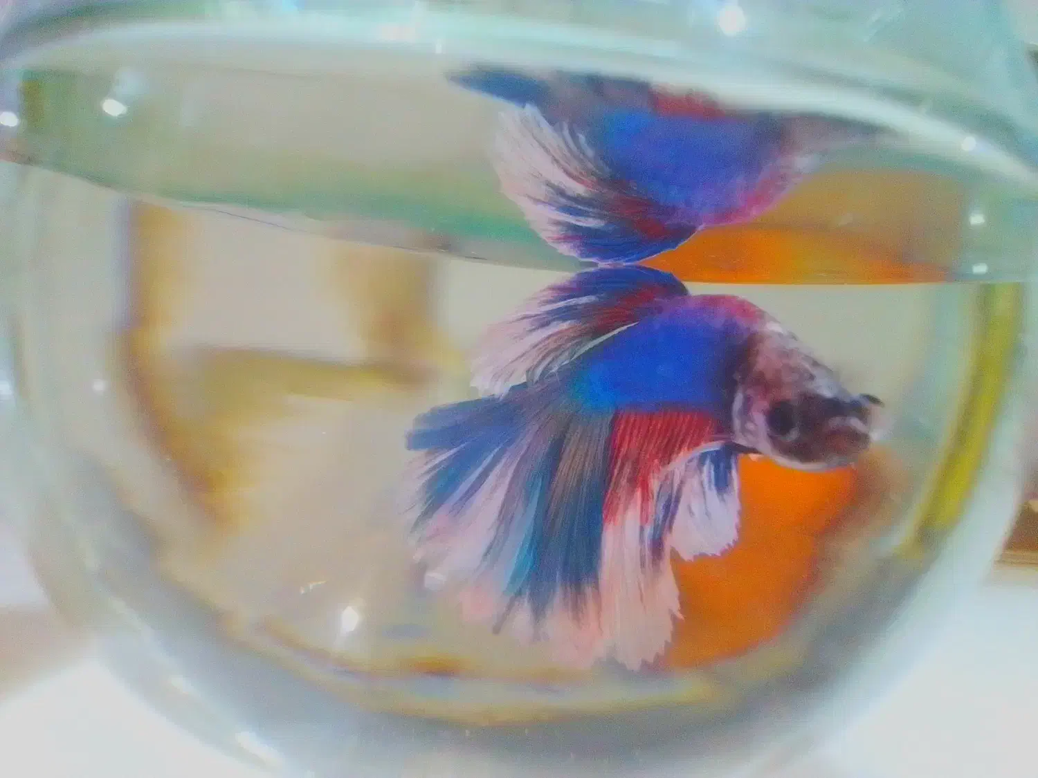 ماهی فایتر  نر|ماهی|تویسرکان, |دیوار