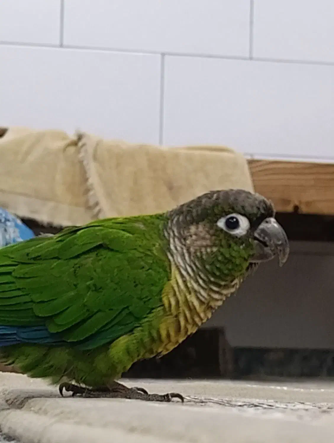 گرینچیک گم شده|حیوانات|اراک, |دیوار