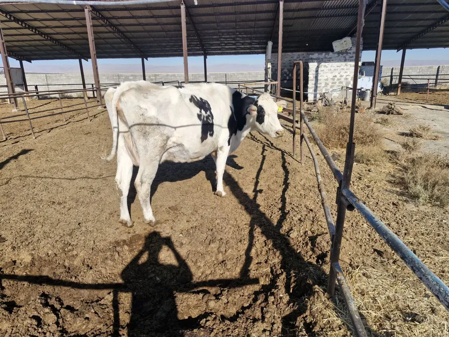 یک رس گاواوستن|حیوانات مزرعه|گلبهار, شهر جدید گلبهار|دیوار