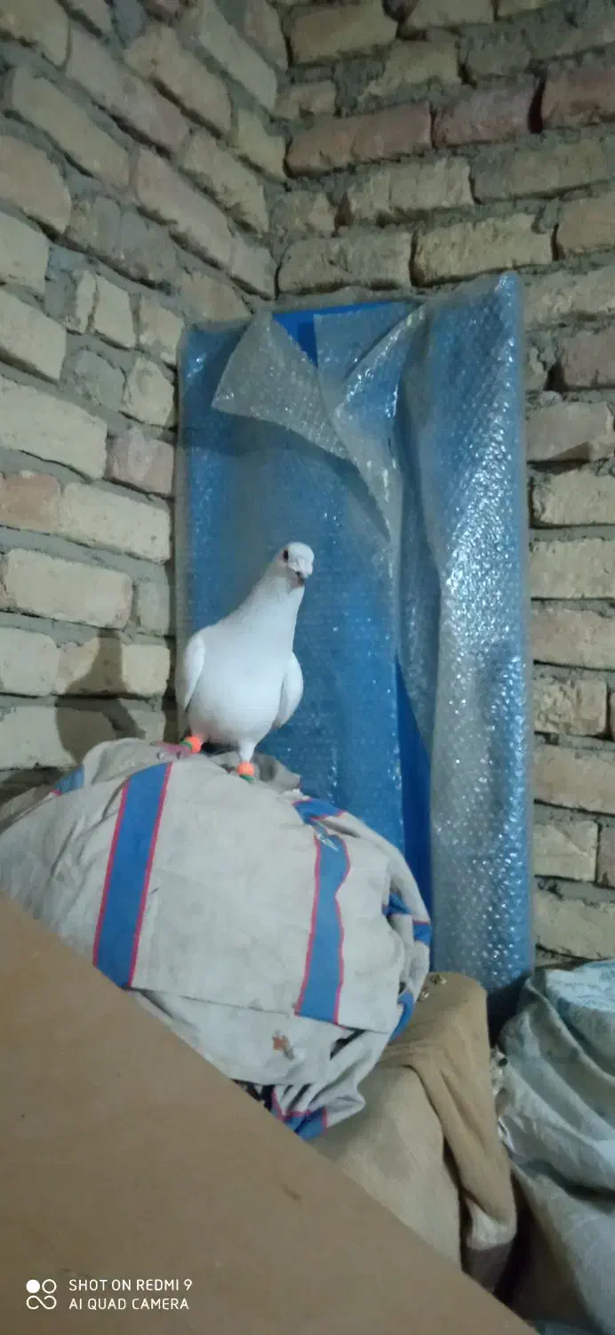 کبوتر|پرنده|شیروان (خراسان), |دیوار