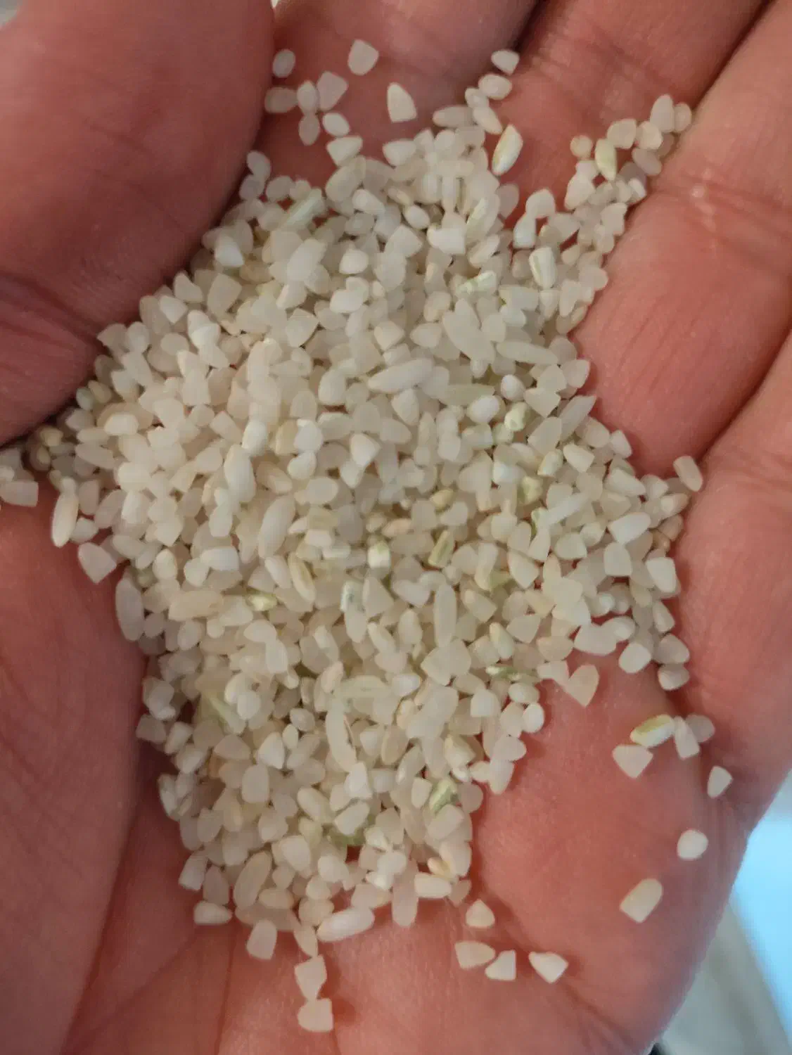 خورده برنج کامفیروزی|خوردنی و آشامیدنی|صدرا-فارس, فاز ۲|دیوار