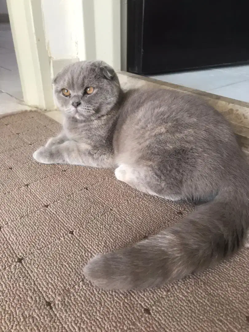 دختر اسکاتیش فلد|گربه|کاشان, شهرک امیرالمومنین|دیوار