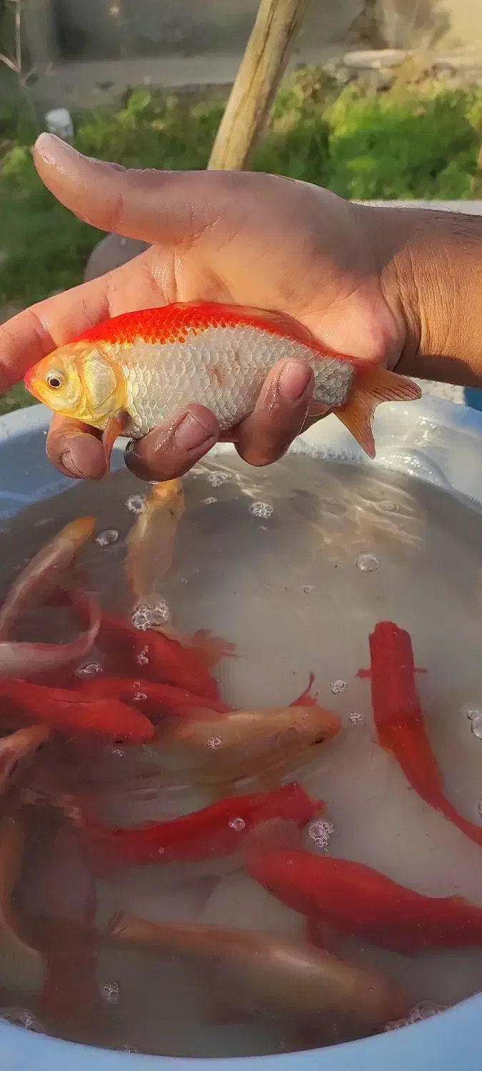 ماهی مولد|ماهی|سبزوار, صالح آباد|دیوار