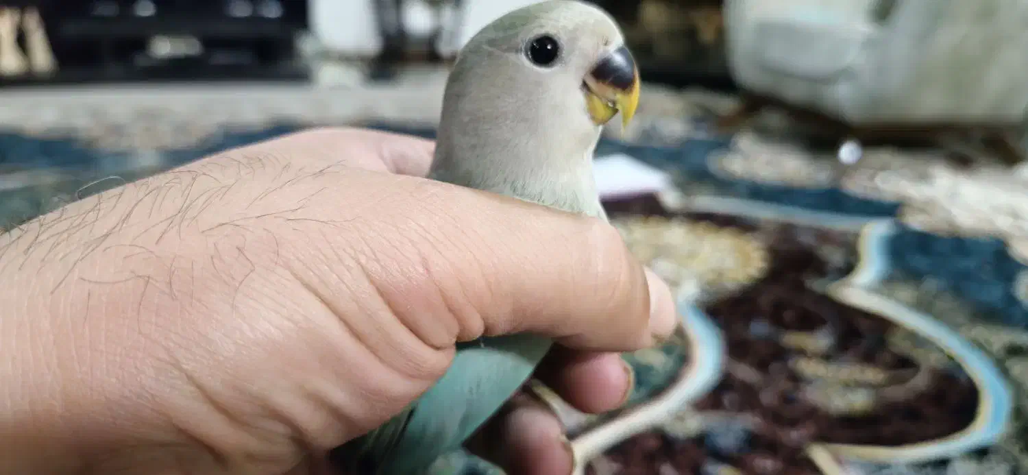 کوتوله برزیلی 2 عدد|پرنده|بابلسر, |دیوار