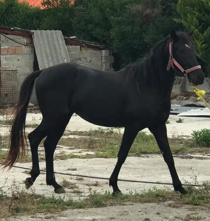 اسب نریان مشکی|اسب و تجهیزات اسب‌سواری|فرح آباد, |دیوار
