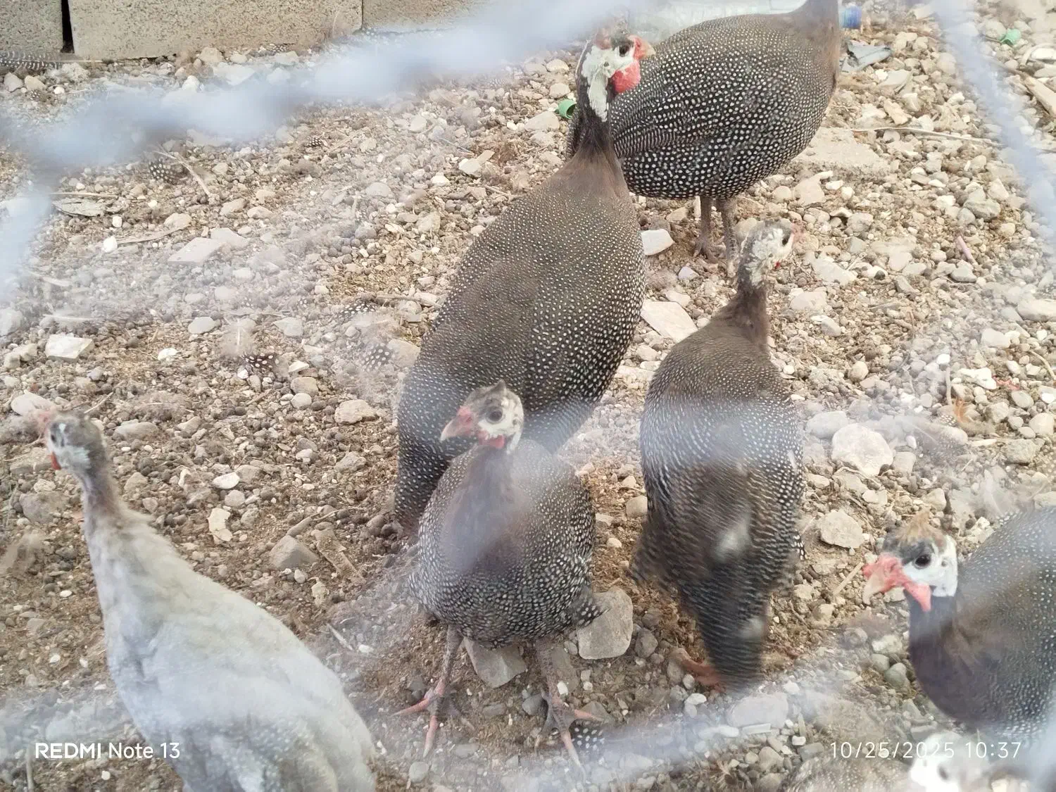 فروش مرغ محلی و شاخدار به علاوه یک چپشت|حیوانات مزرعه|فین, |دیوار