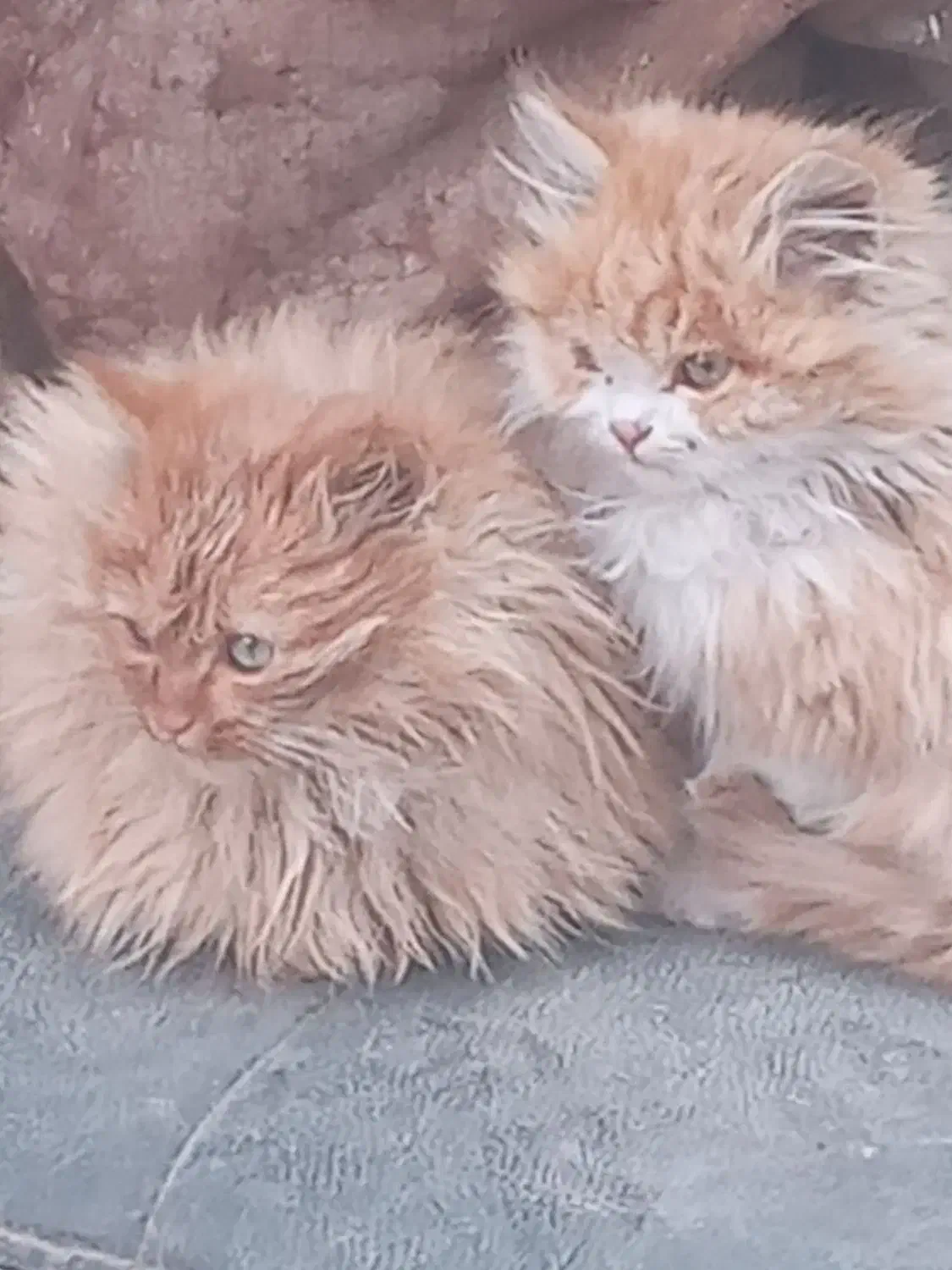 واگزاری گربه پرشین|گربه|زرند, |دیوار