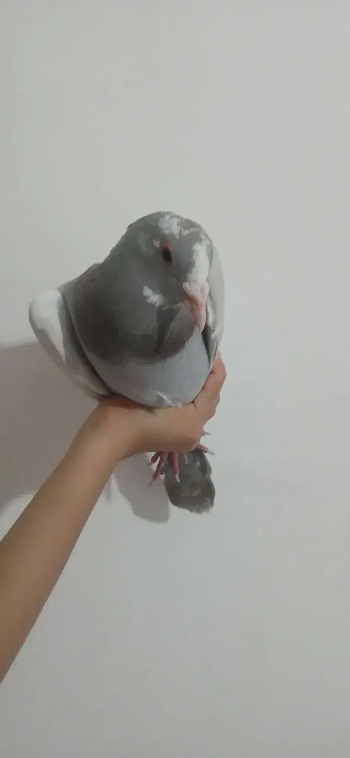 فروش کبوتر|پرنده|کرمان, |دیوار