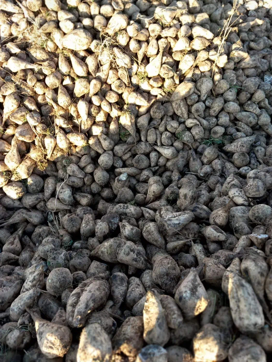 بارگیری به کارخانه همدان|استخدام حمل و نقل|خزل, |دیوار