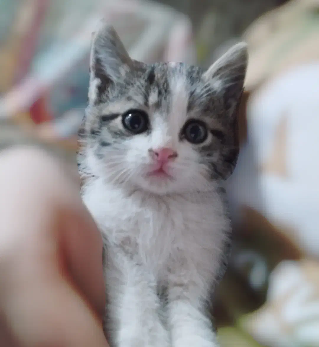 واگذاری بچه گربه نر|گربه|مشگین شهر, |دیوار