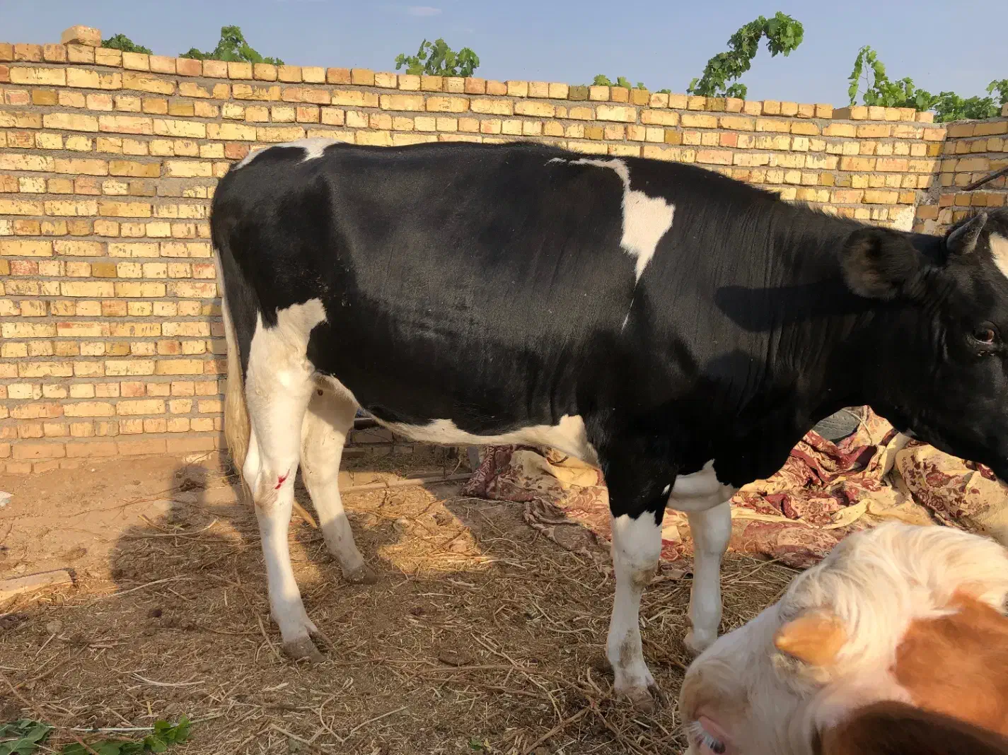 خرید فروش گاو گوشتی گاو افتاده به قیمت مناسب خریدا|حیوانات مزرعه|قزوین, |دیوار