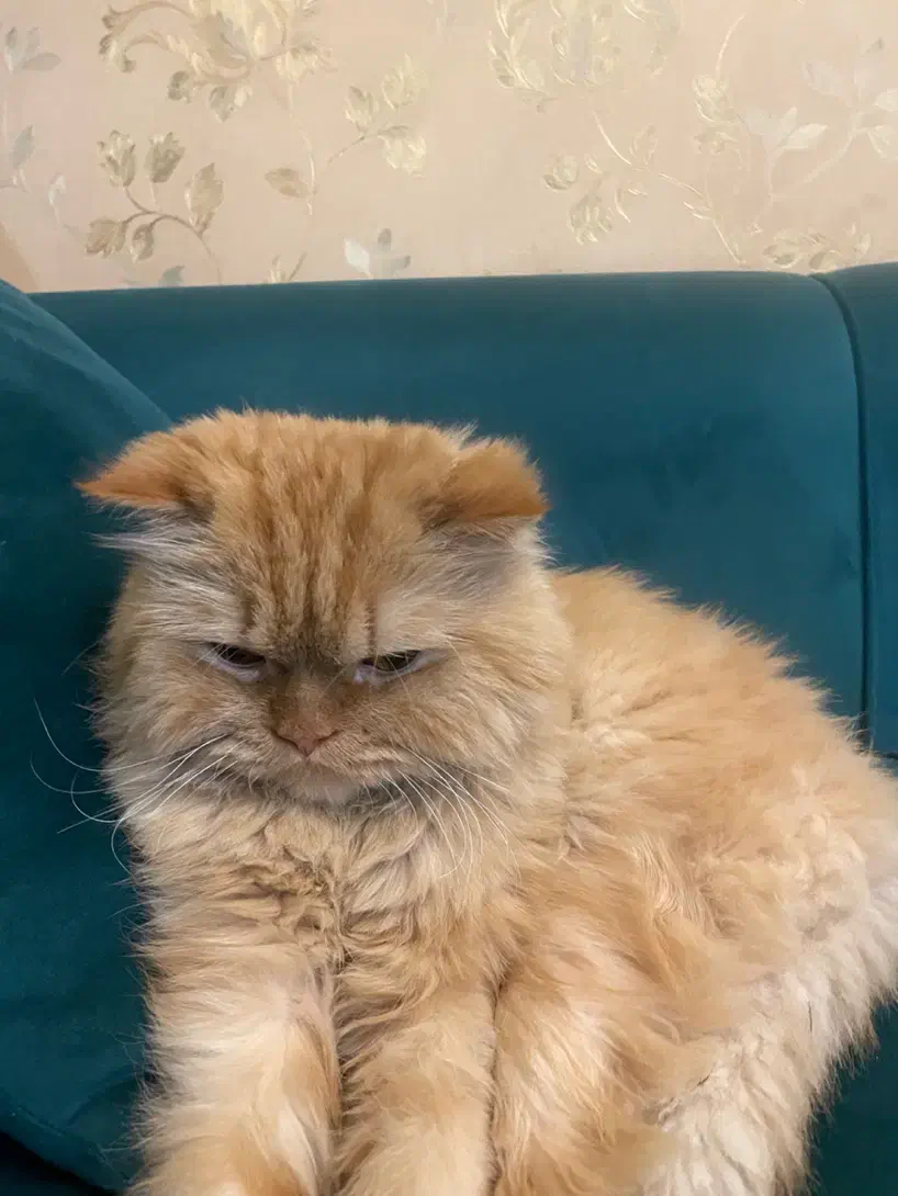 گربه پرشین|گربه|مشهد, شهرک امام هادی (شهرک غرب)|دیوار