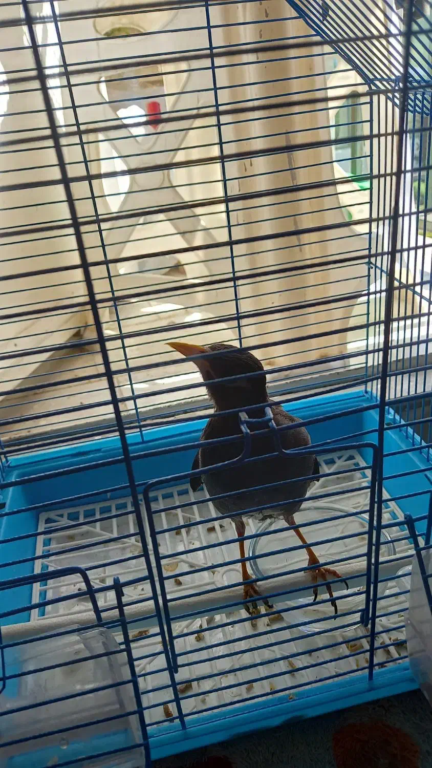 ۲ عدد مرغ مینا سخنگو|پرنده|کرج, گوهردشت|دیوار