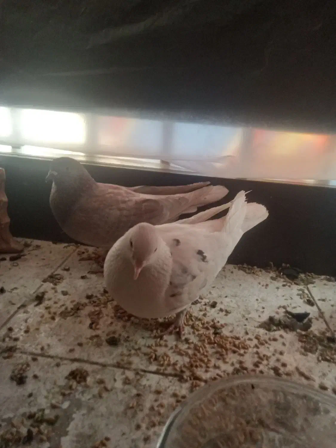 دو عدد کبوتر جفت|پرنده|تهران, امین حضور|دیوار