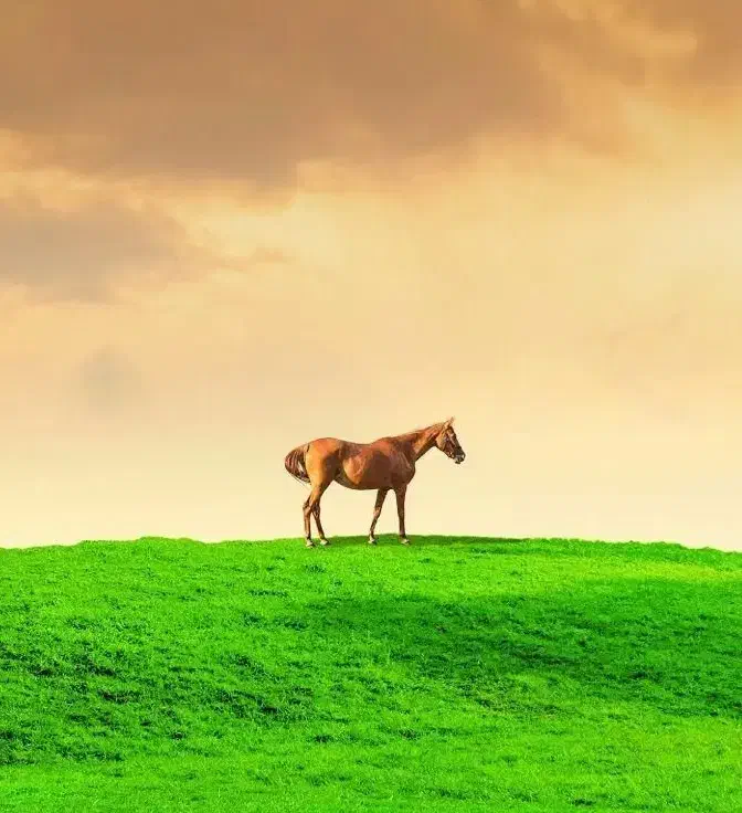 باشگاه سوار کاری تیزپا|اسب و تجهیزات اسب‌سواری|قوچان, |دیوار