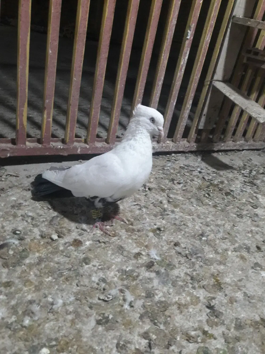 دمسیاه ماده اشعل کوهی دورک|پرنده|باوی, |دیوار