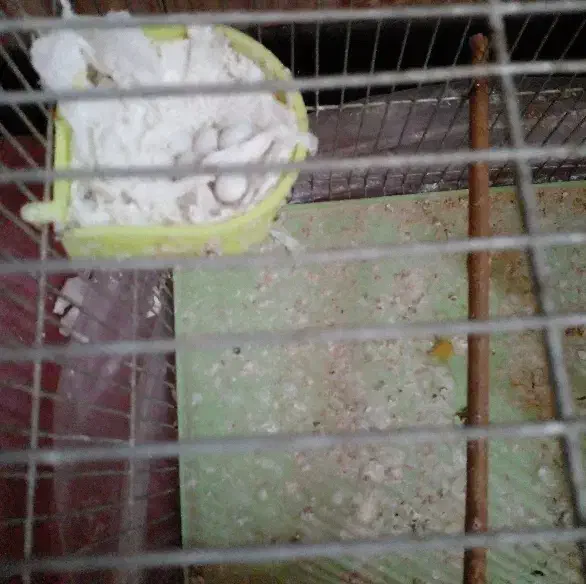 فنچ|پرنده|کاشان, کوچه باسکول|دیوار